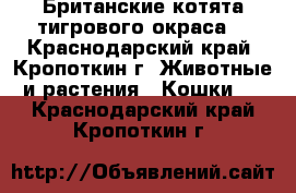 Британские котята тигрового окраса. - Краснодарский край, Кропоткин г. Животные и растения » Кошки   . Краснодарский край,Кропоткин г.